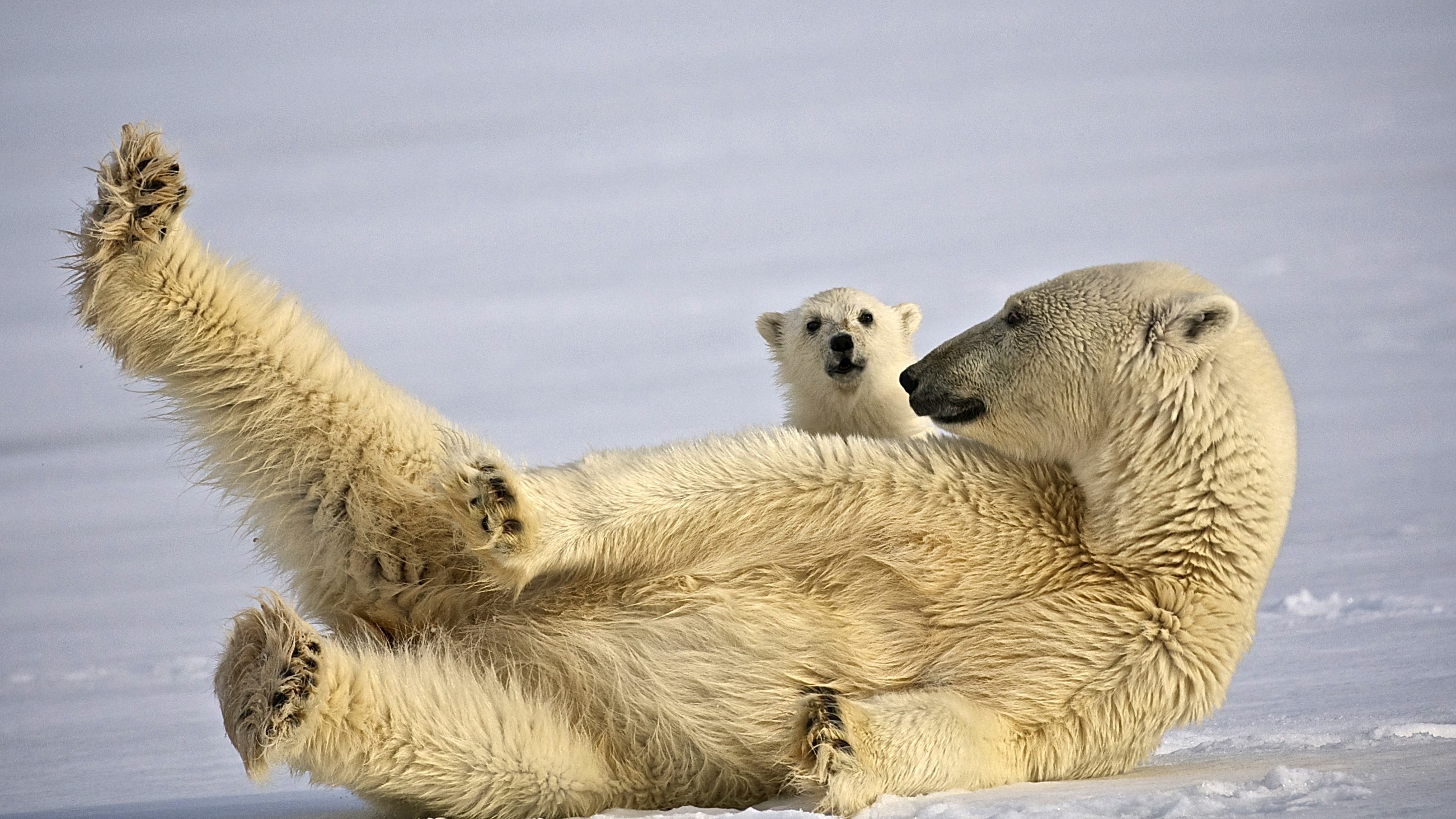 Polar bear – Svalbard © Dominic Barrington / Hurtigruten