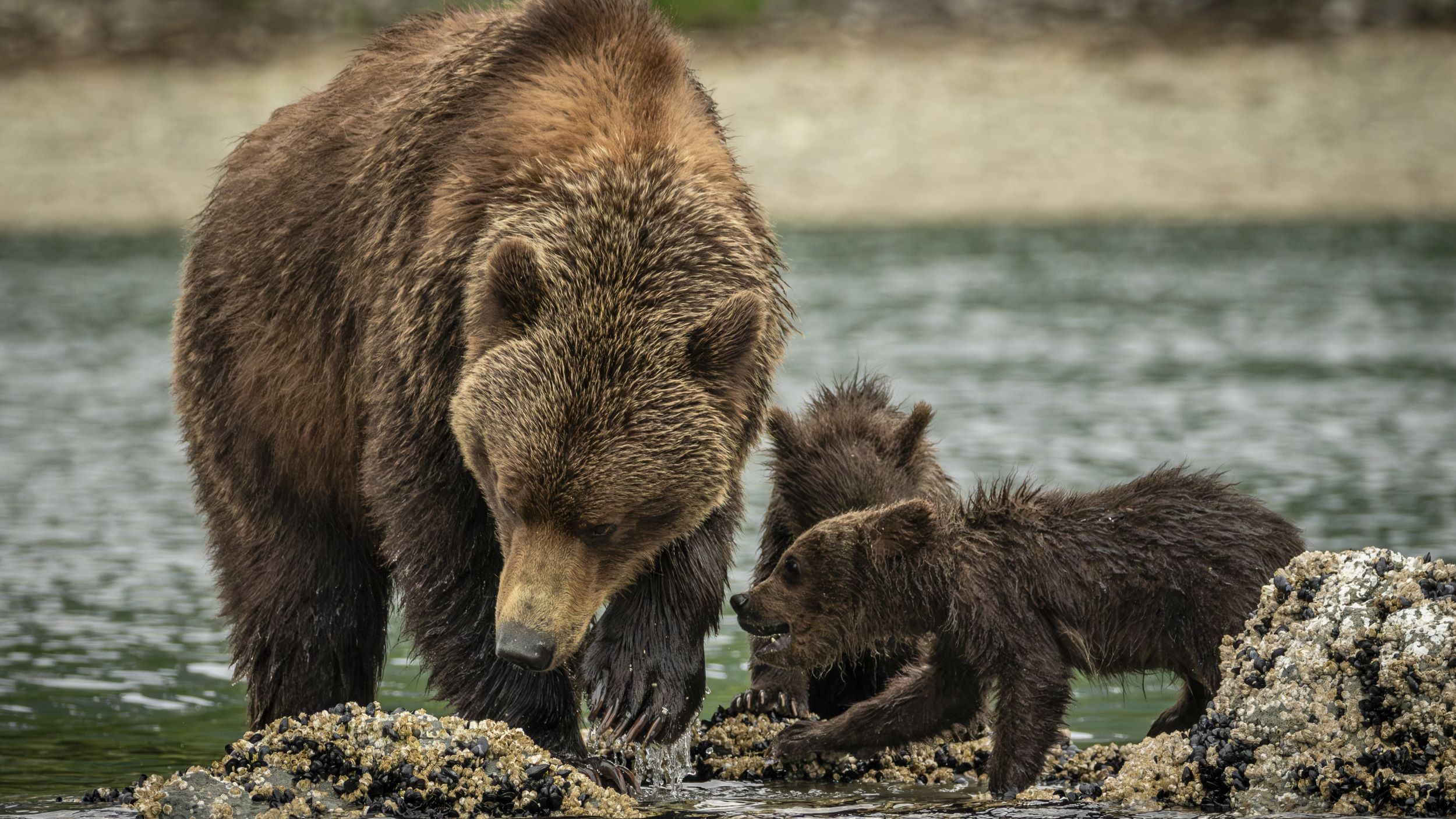 Alaska – Katmai NP © Oscar Farrera