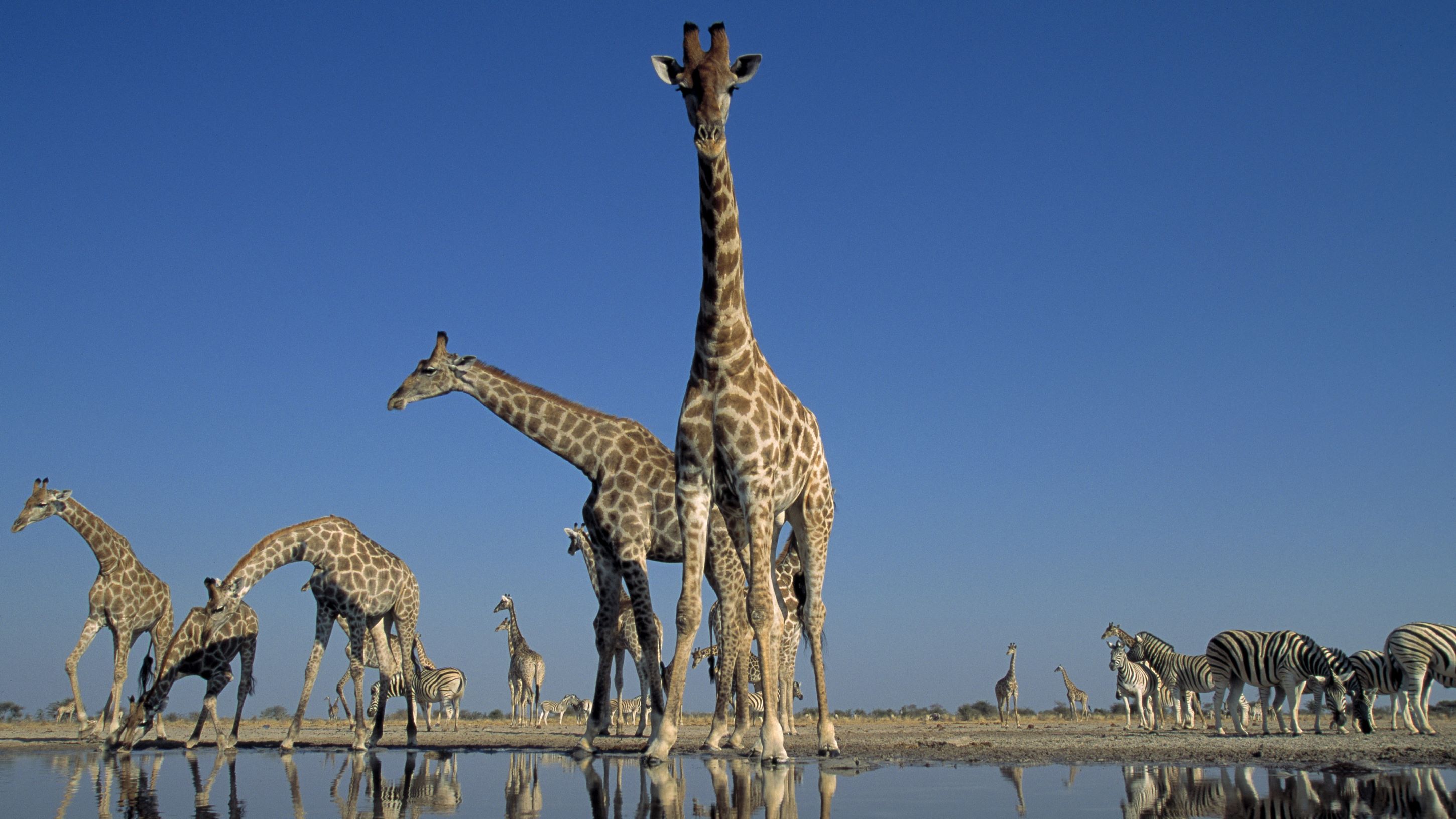 Giraffen trinken an einer Wasserstelle, im Hintergrund Burchell-Zebras, Etosha-Nationalpark, Namibia | © Getty Images