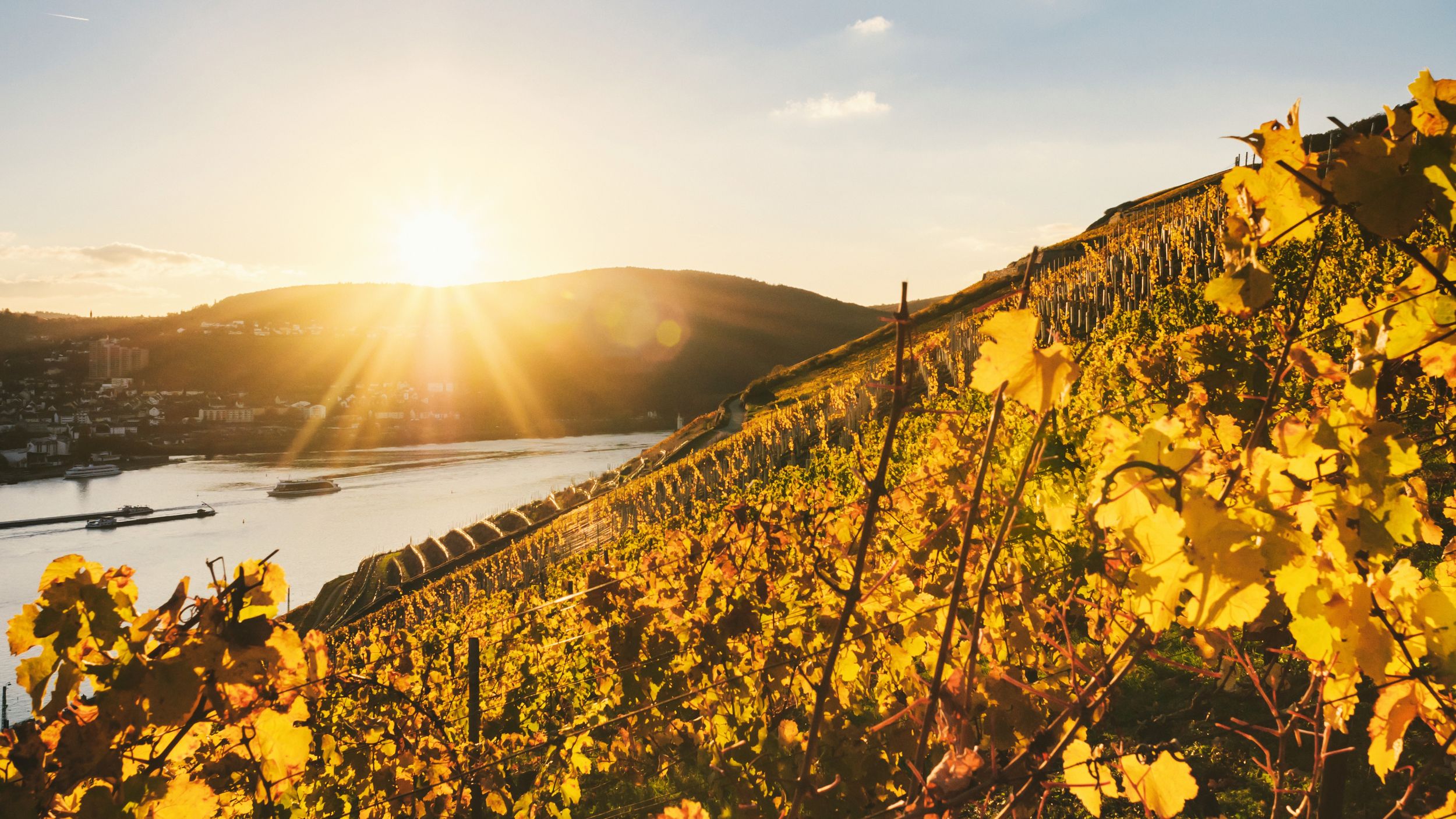 Weinberg an der Mosel im Sonnenuntergang | © A-ROSA