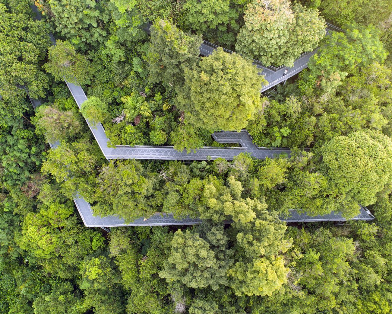 Luftaufnahme der verschlungenen Wege des Southern Ridges durch grüne Hügel und dichte Vegetation | © Singapore Tourism Board
