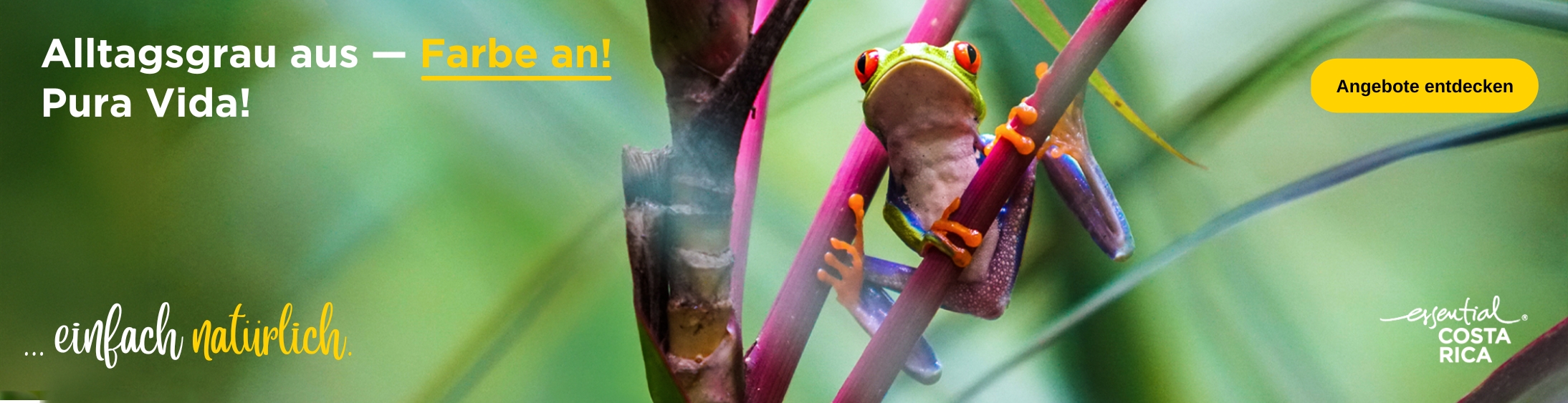 Bunter Rotaugenlaubfrosch hält sich an einem Zweig fest, umgeben von grünen Blättern | © Costa Rica Tourism Board